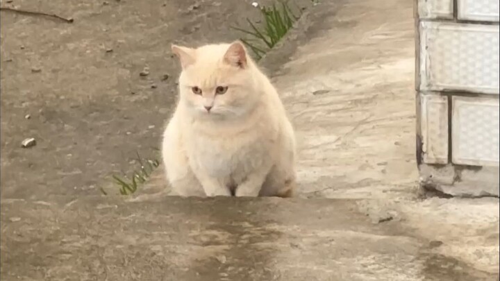 Tamu tak diundang datang ke rumah...