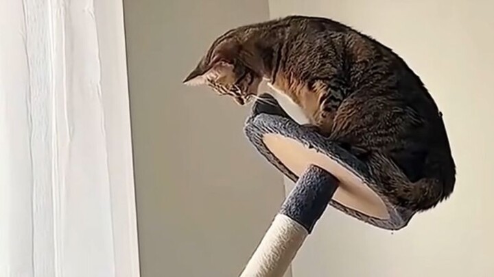 【Dubbing hewan】Keseimbangan kucing ini mungkin lebih baik daripada saya