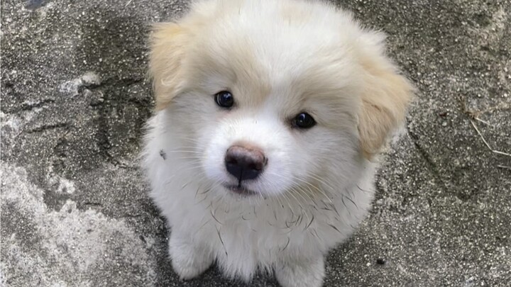 A stray puppy the size of my nose waits for me every day, so I just brought both it and its mom home