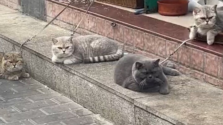 Những con mèo mà bị xích lại được thì cơ bản đều không phải dạng vừa!