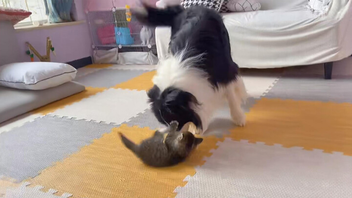 [Animals]The dog is happy when the cat finally back home