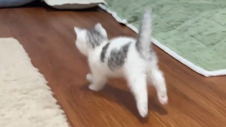 Lihat nih, si kucing kecil bisa melompat! Si kucing berjingkat-jingkat sambil berlari menuju ibunya～
