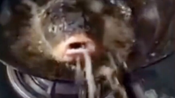 Fish: You dare eat me? Ptoo!