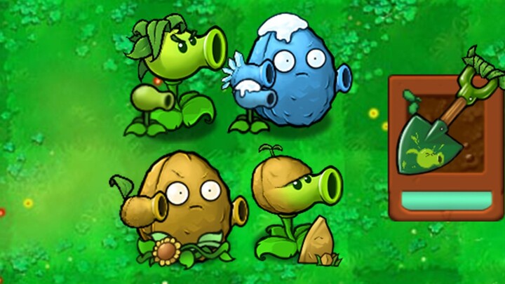 [เวอร์ชั่นเสียบยอด] ต้นไม้ประดับต้นถั่ว