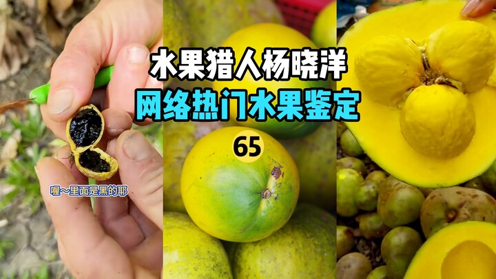 [Petualang Buah Hunter x Hunter] Identifikasi Buah Populer di Internet 65