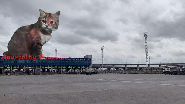 Kucing raksasa yang lucu lagi Sholawatan
