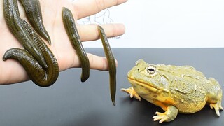 What happens if a bullfrog meets a leech?