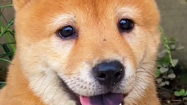 Dewa sejati di antara anjing: Tak menggigit anggota keluarga.