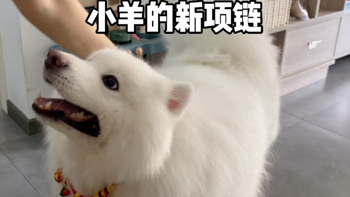 小狗狗都有新项链带咯！