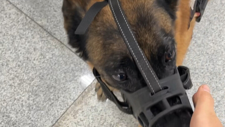 ว้าว! สุนัขตำรวจเลยนะ! อ๊ากกก นี่เป็นครั้งแรกที่ฉันได้สัมผัสสุนัขตำรวจ! ก่อนหน้านี้ก็เคยเห็นแต่คนในอ