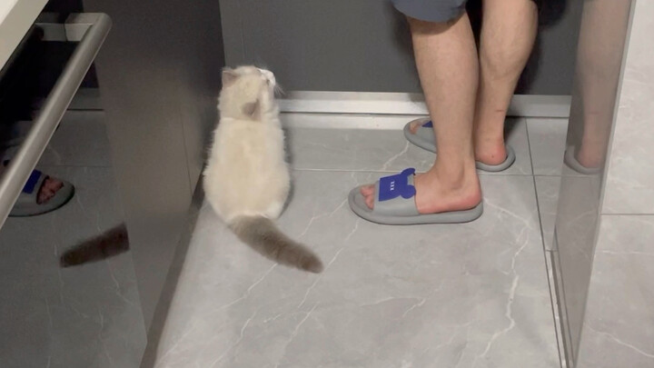 Sức bật của chú mèo nhỏ đáng kinh ngạc đến mức nào?