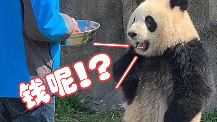 แพนด้า: คุณอัปเลเวลมา 5 วันแล้ว แต่ยังซื้อฉันไม่ได้อยู่ดี! 【Zoo Tycoon 2 ตอนที่ 1】