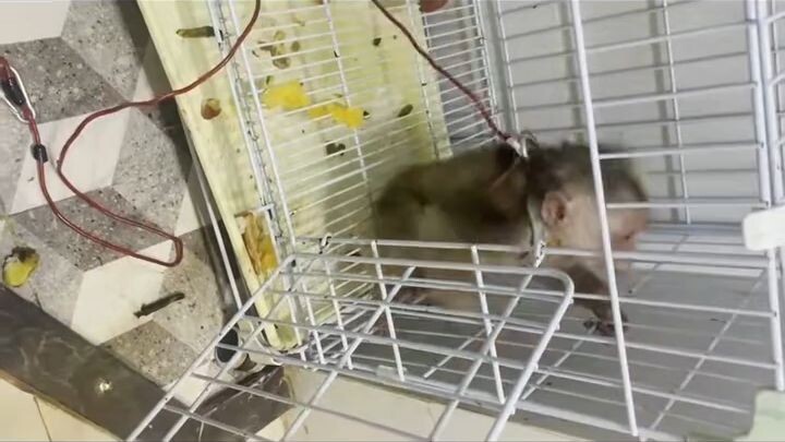 猴子在做什么