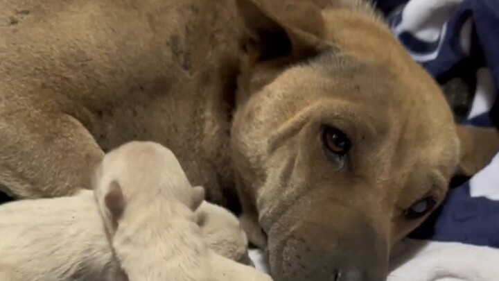 Even with postpartum depression and a fierce, untamed temperament toward everyone and every animal, 