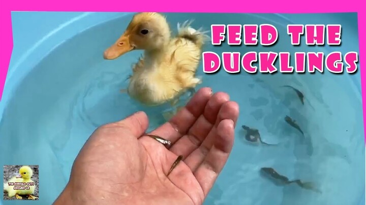 Feed The Ducklings - Cute Duck Eating Small Fish - The Animals Cute Around Us