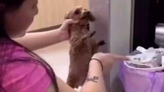 Northeastern sister teaches the dog that rummages through the trash can (full version)