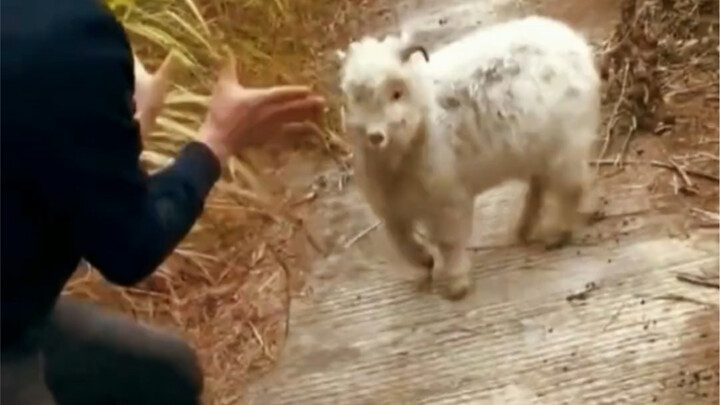 Sheep: Can’t take a joke?