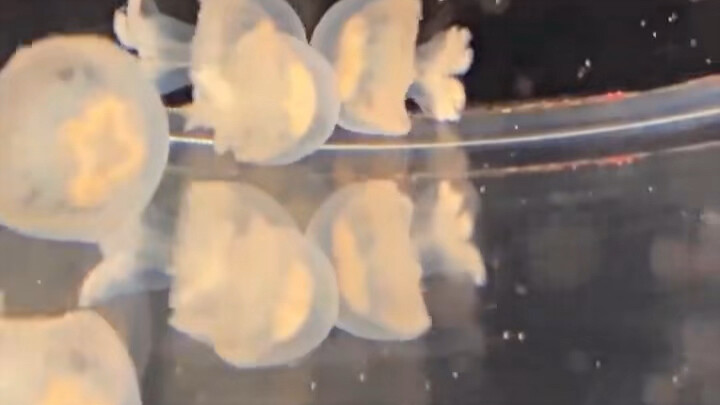 Extremely intense and brutal jellyfish fight现场