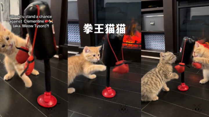 Terima pukulan kucingku! 🥊