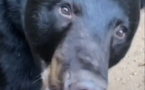 A wild black bear actually bit someone! It gently bit a camper’s knee.