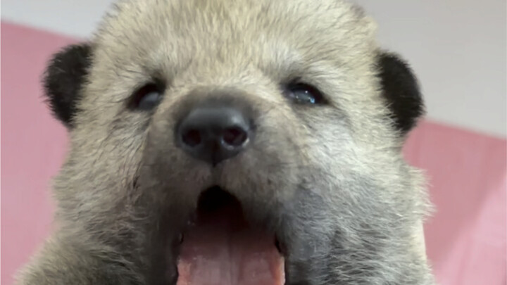 [Czech Wolfdog] The ultimate comeback: a cute puppy instantly transforms into a fierce gray wolf