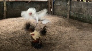 HACK FIGHTS😂🐓 | 01