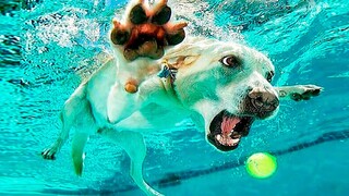 Funniest Animals Videos - Best Crazy Cats😹 and Hilarious Dogs🐶 Videos 2022 Compilation!