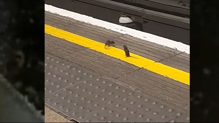 Tiny Mouse Brawl Breaks Out at London Underground Station 😂🐭