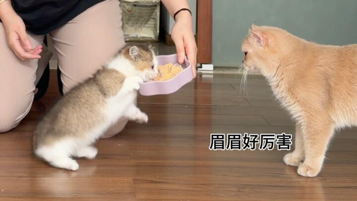 Cứu tôi với! Vì chứng nói lắp cũng được!