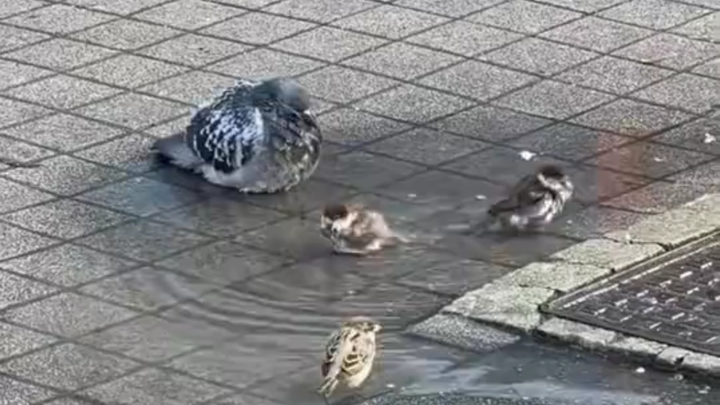 Con chim to thế rồi mà còn chen vào làm bừa với trẻ con.