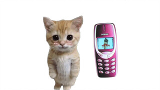 猫猫盛宴 娃娃丢音乐纯享版