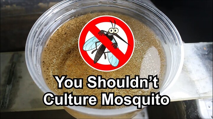 Why You Shouldn't Culture Mosquito Larvae