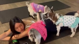 Cara baru berlatih yoga di Texas: Yoga Kambing