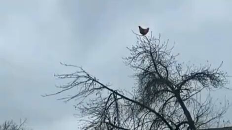 🐔การโจมตีครั้งสุดท้าย.mp4