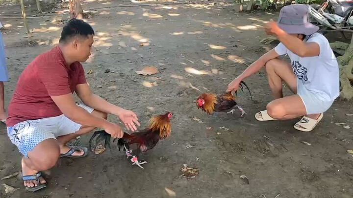 bullstag vs bullstag