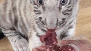 Hu Hu suýt chết nghẹn lần đầu tiên ăn một mình!