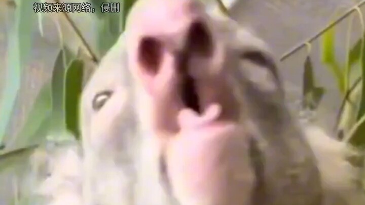 เสียงร้องของโคอาลา คุณโอเคไหม?