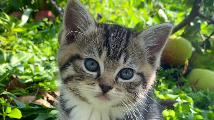 ขำตาย! น้องลายจิ้งจอกคิดว่าฉันเป็นแม่ จ้องมองฉันไม่ละสายตาเลย!