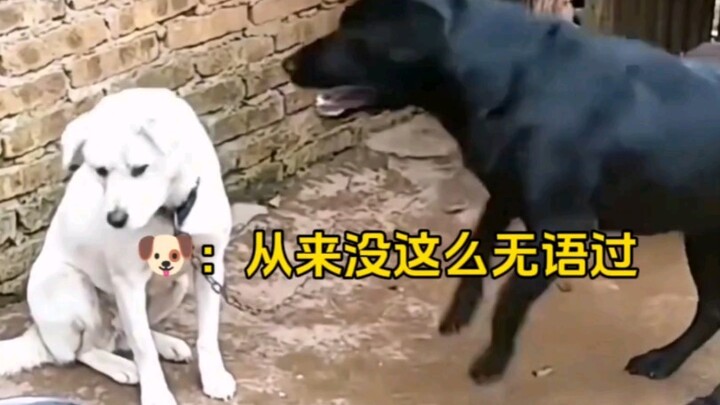 Anjing: Gue bingung banget, benci banget sama orang yang nggak punya batas kayak gini!