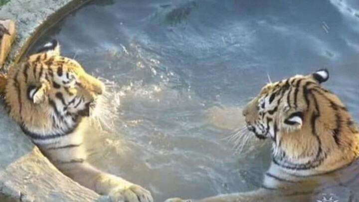 مختارات من مقاطع الفيديو الممتعة من الخارج، بعد مشاهدتها تشعر أن العالم بأكمله مليء بالبهجة! #126