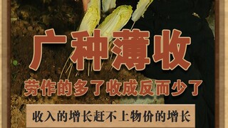Wide planting and thin harvest, eating 106 spicy hot pot, watching the annual meeting can not stop, 