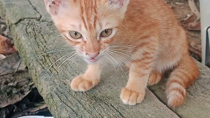 Cute Kitten 🥰