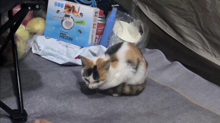 Cat, Cat, Curse, Curse