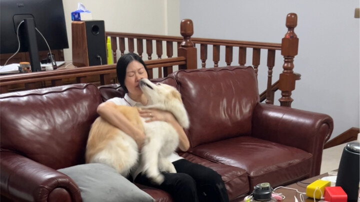 Chen Bella's jealous look #Border Collie Chen Bella