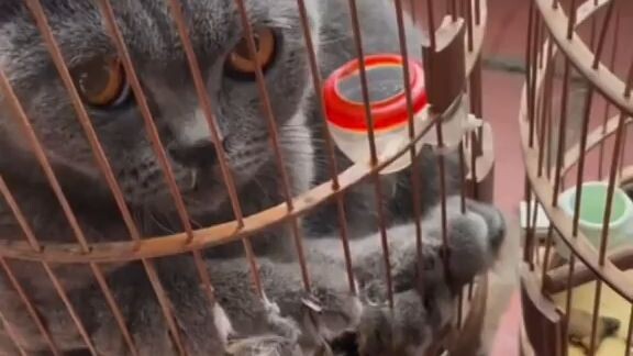 mèo hót tiếng Chim😂