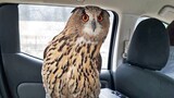 Binatang|Membawa Burung Hantu Duduk di Mobil Bersama