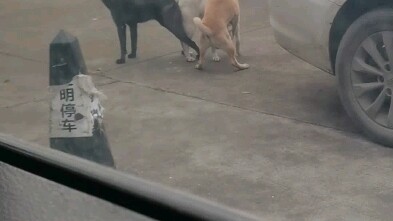 Lần đầu xem phim về chó, hơi hồi hộp