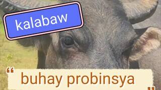 kalabaw buhay probinsya #buhayprobinsya