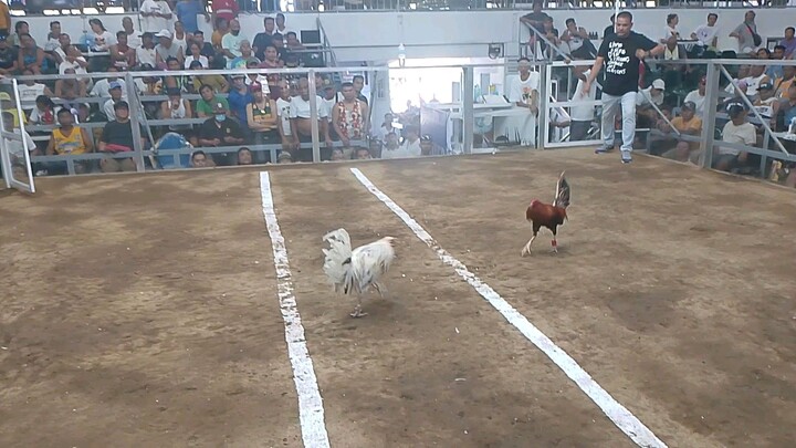 Sabong Foundation bloodline white claret 4x winner(pang apat Patay putol putol bituka)