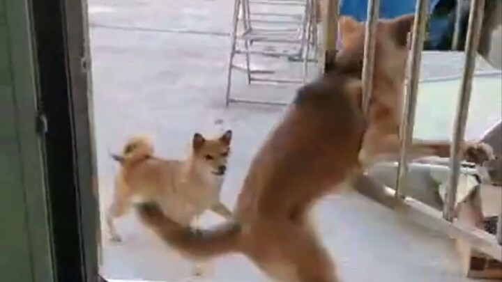 “ 当事汪强烈要求删除的视频 ”